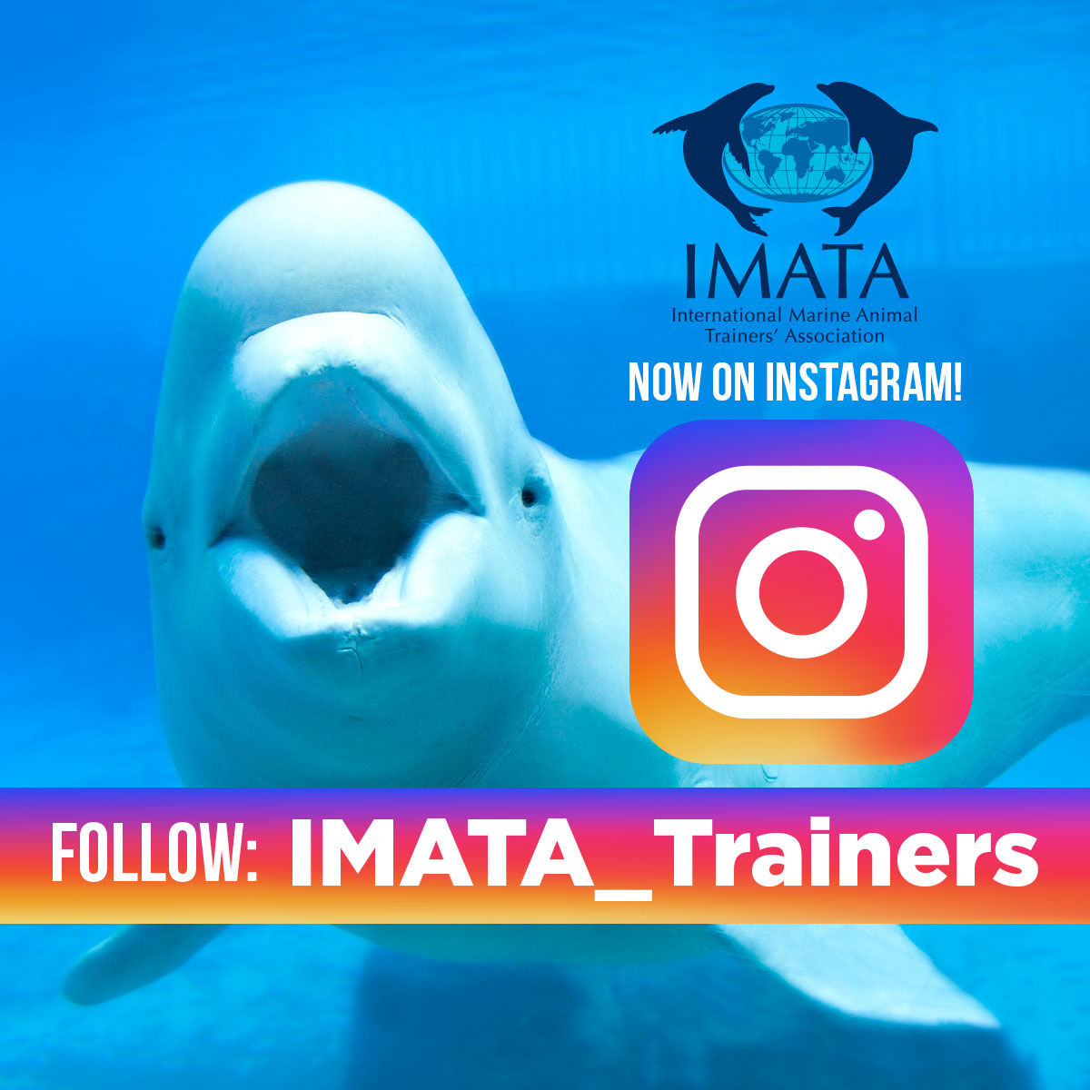 IMATA is now on Instagram!