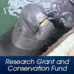 IMATA gives back by funding research and conservation. Learn more about how to apply.