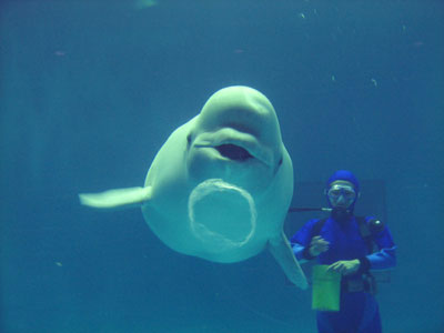 Beluga whale blowing bubble rings